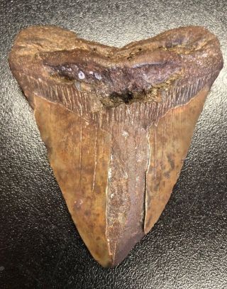 3 1/2” Fossil Megalodon Shark Tooth,  Jewelry,  Great White,  Dinosaur,  Shark Week