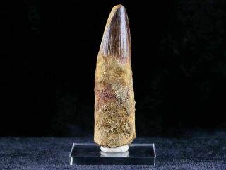 Xl 3.  4 In Spinosaurus Tooth Fossil Cretaceous Dinosaur Morocco & Stand