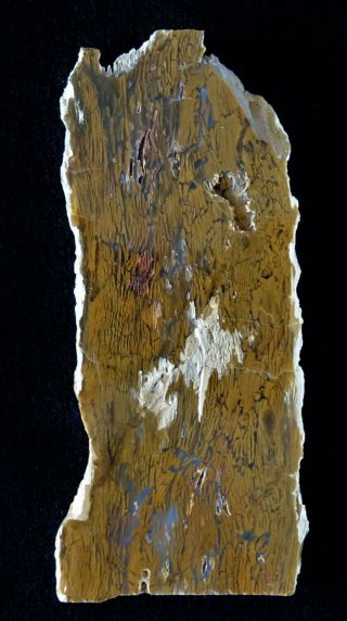 Oregon Board Cut Beauty - Polished Brecciated Petrified Wood
