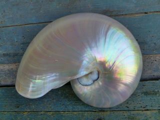 Large Nautilus Seashell Whole Shell Mother Of Pearl 8.  5 Inches
