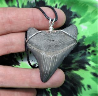 2 1/16  Megalodon Sharks Tooth Necklace Jewelry Fossil Sharks Teeth