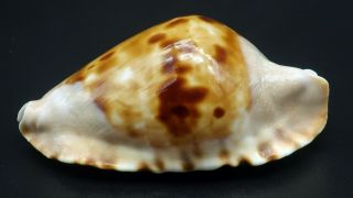 Cypraea Zoila Marginata F,  /f,  60.  2 Mm Australia Cowrie Seashell Ig