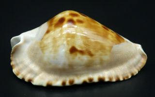 Cypraea Zoila marginata F,  /F,  60.  2 mm Australia cowrie seashell IG 2