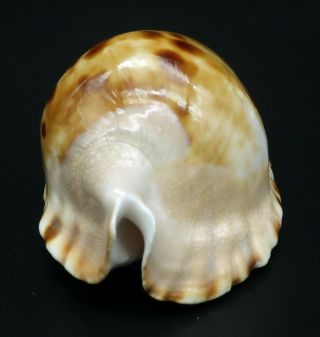 Cypraea Zoila marginata F,  /F,  60.  2 mm Australia cowrie seashell IG 3