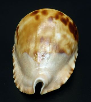 Cypraea Zoila marginata F,  /F,  60.  2 mm Australia cowrie seashell IG 4