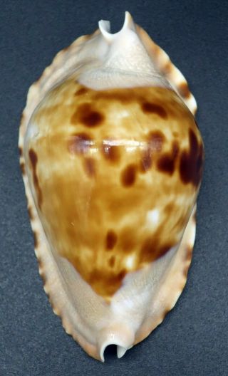 Cypraea Zoila marginata F,  /F,  60.  2 mm Australia cowrie seashell IG 5