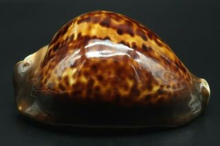 Classic Cypraea Zoila Thersites F,  75.  2 Mm Australia Cowrie Seashell Ig