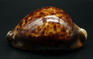 Classic Cypraea Zoila thersites F,  75.  2 mm Australia cowrie seashell IG 3