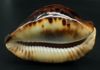 Classic Cypraea Zoila thersites F,  75.  2 mm Australia cowrie seashell IG 5