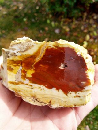 Two (2) Face Cut Unique Petrified Wood Agate Opal Limb Round Red Bark 2.  5lbs