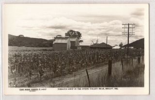 Vintage Postcard Rppc Tobacco Crop In The Ovens Valley Near Bright Victoria