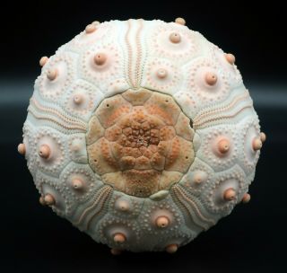 Rare Offer Large Compsocidaris Pyrsacantha 63.  7 Mm Balut Is Sea Urchin