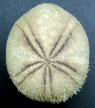 Extremely Rare Echinolampas Chuni 32.  5 Mm Balut Island Sea Urchin Heart Urchin