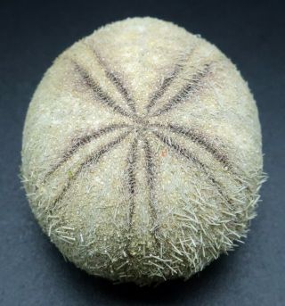 Extremely rare Echinolampas chuni 32.  5 mm Balut Island sea urchin heart urchin 2
