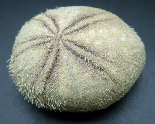 Extremely rare Echinolampas chuni 32.  5 mm Balut Island sea urchin heart urchin 3