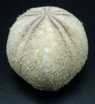 Extremely rare Echinolampas chuni 32.  5 mm Balut Island sea urchin heart urchin 4