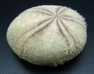 Extremely rare Echinolampas chuni 32.  5 mm Balut Island sea urchin heart urchin 5