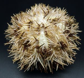 With Spines - Pseudoboletia Maculata 69.  4 Mm Sea Urchin Australia