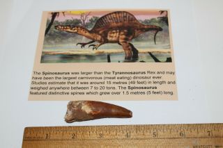 Spinosaurus Tooth 2 3/4 " Teeth Dinosaur Fossil T Rex Era Cretaceous Sps40