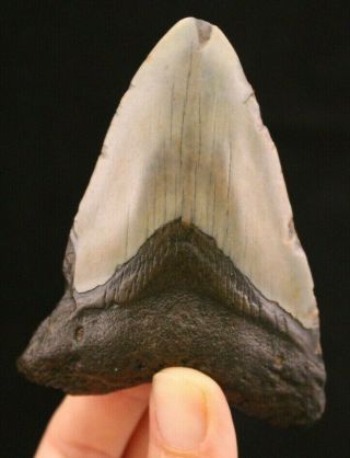 Megalodon Shark Tooth 3.  68 " Extinct Fossil Authentic Not Restored (cg10 - 133)