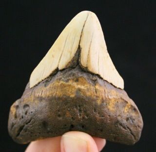 Megalodon Shark Tooth 3.  03 " Extinct Fossil Authentic Not Restored (cg10 - 159)