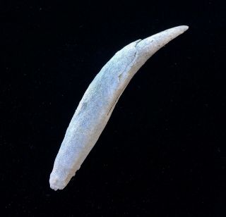 Aurora Kogiopsis Fossil Sperm Whale Tooth