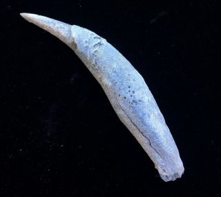 Aurora Kogiopsis Fossil Sperm Whale Tooth 2