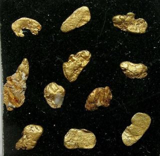 18.  0 Grain Native Gold Nugget Group: Yuba River,  Downieville California - Nr