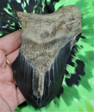 Megalodon Sharks Tooth 5 1/8  Inch No Restorations Fossil Sharks Tooth Teeth