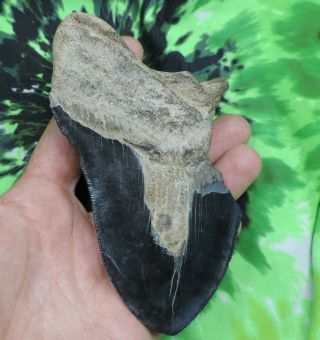 Megalodon Sharks Tooth 5 1/8  inch NO RESTORATIONS fossil sharks tooth teeth 2