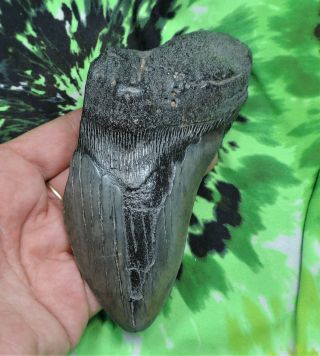 Megalodon Sharks Tooth 5 1/4  Inch No Restorations Fossil Sharks Tooth Teeth