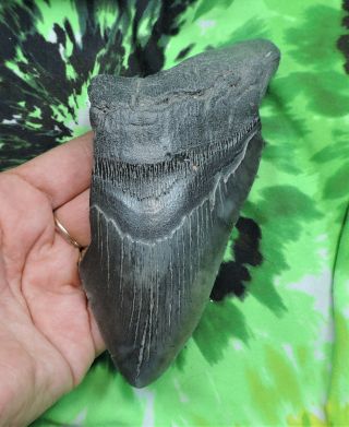 Megalodon Sharks Tooth 5 9/16  Inch No Restorations Fossil Sharks Tooth Teeth