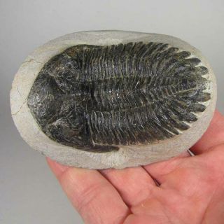 2.  9 " Hollardops Trilobite Fossil On Matrix Rock - Devonian Age - Morocco