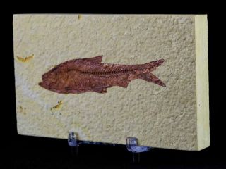 3.  5 In Knightia Eocaena Fossil Fish Green River Wyoming Eocene Age & Stand