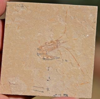 Fossil Shrimp,  Carpopenaeus,  from Lebanon 2