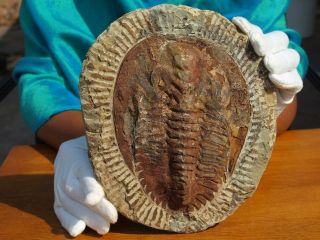 Huge 8.  0 " Inch Trilobite Fossil Andalusiana Cambropallas