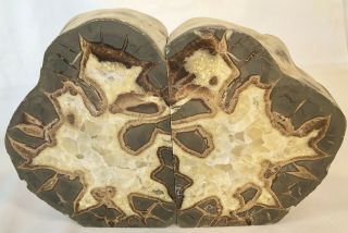 Septarian Nodule Bookends Cut Polished Heavy Rough Back 8 " Tall,  10lbs,  12oz.