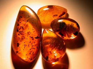 Group Of Burmite Amber Fossils With Variety Of Insects From Dinosaur Age 7.  1 G