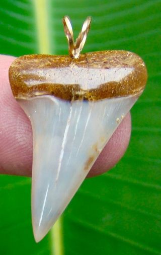 Mako Shark Tooth Necklace Pendant - 1 & 5/16 In.  Real Fossil Sharks Teeth