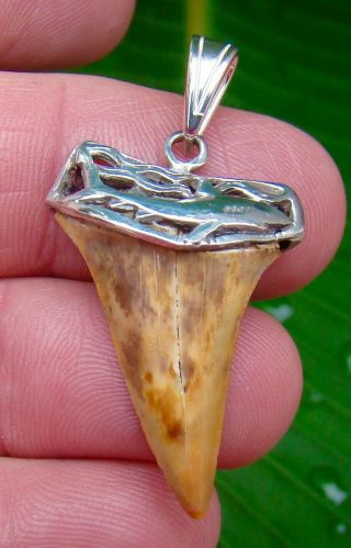 Mako Shark Tooth Necklace Pendant - 1 & 3/8 In.  Silver Cap - 100 Real