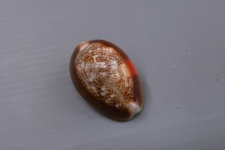 Cypraea - Monetaria caputserpetis aruni - TOP SPECIMEN 31.  5 mm F,  /GEM - Z8937 3