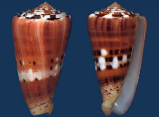 Shell Conus Bathelemyi L Seashell