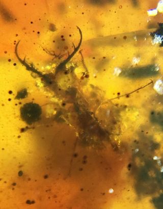 Rare Neuroptera Psychopsidae lacewing larvae Burmite Myanmar Amber insect fossil 2