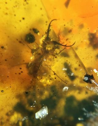Rare Neuroptera Psychopsidae lacewing larvae Burmite Myanmar Amber insect fossil 3
