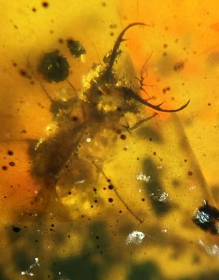 Rare Neuroptera Psychopsidae lacewing larvae Burmite Myanmar Amber insect fossil 4