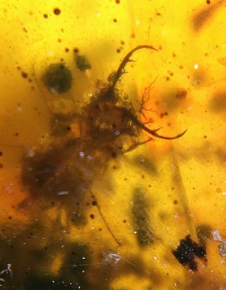 Rare Neuroptera Psychopsidae lacewing larvae Burmite Myanmar Amber insect fossil 6