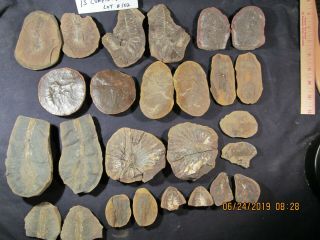 Mazon Creek Fossils 13 Complete Fossils,  26 Halves Braidwood,  Il