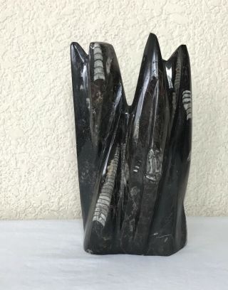 Fossil Orthoceras Stand Sculpture Art Morocco? 7.  5 " Tall Onyx Black Color Gloss