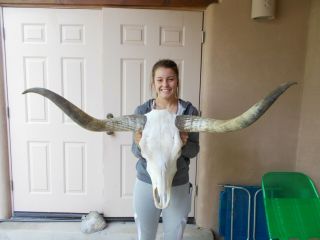 Longhorn Steer Skull 3 Feet 11 Inch Wide Unpolished Horns Mounted Bull Cow Head