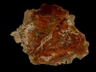 Rw " Petrified Wood Round " Araucarioxylon Arizonicum